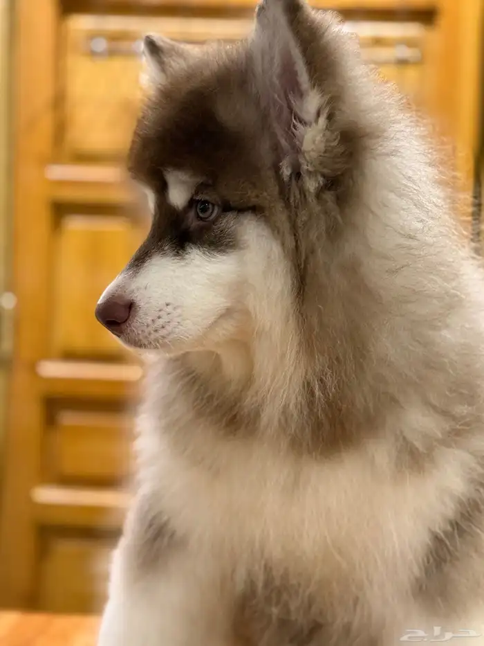 جرو مالموت الاسكا 1