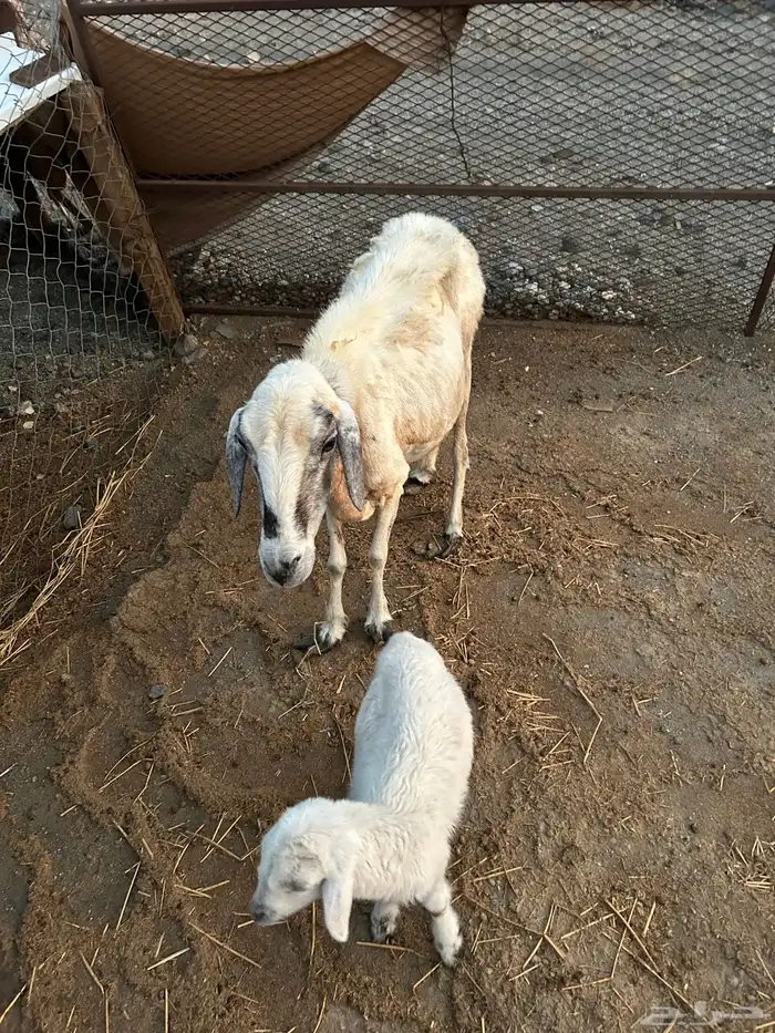 نعجه معها طلي 1