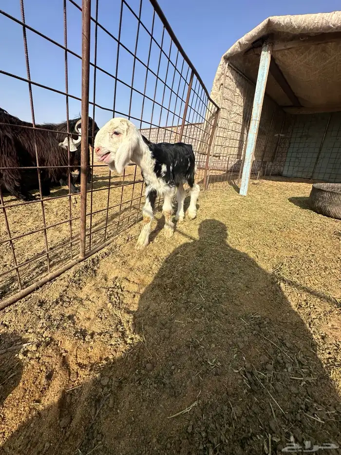 داغور نجدي خروف 1