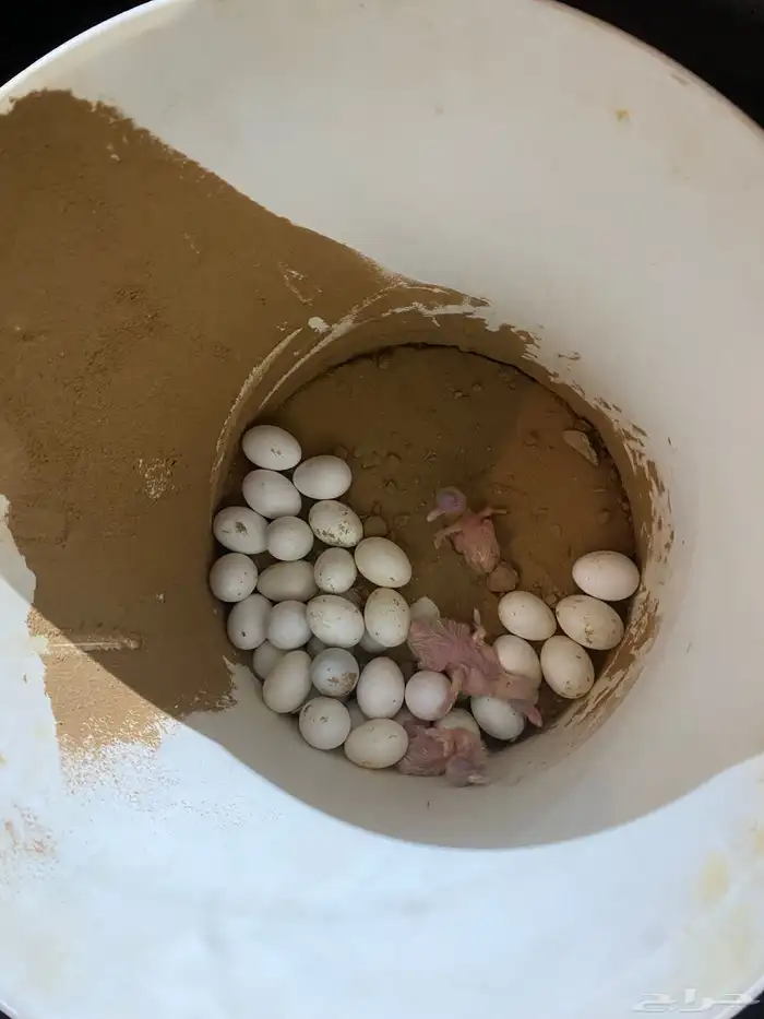 زاجل كريمي منتج 3