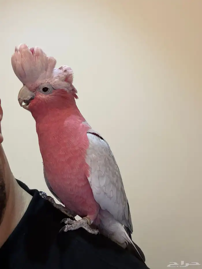 ببغاء كوكاتو قالا 3