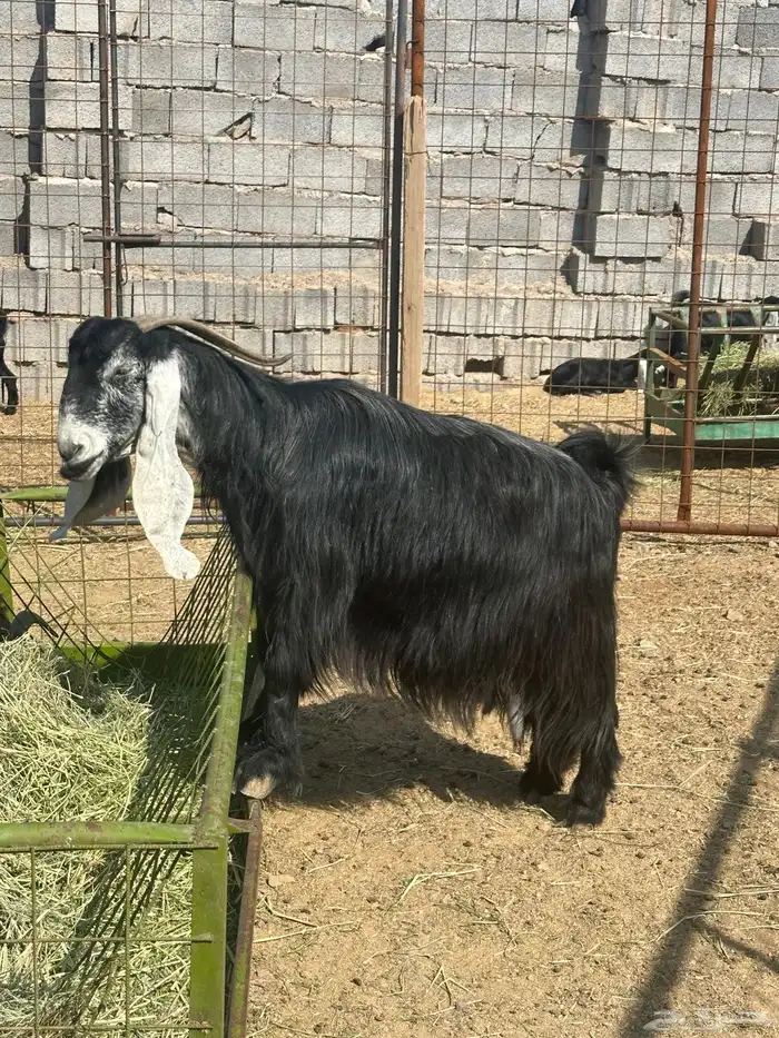 عنز عارضيه صنف جرم تم البيع 6