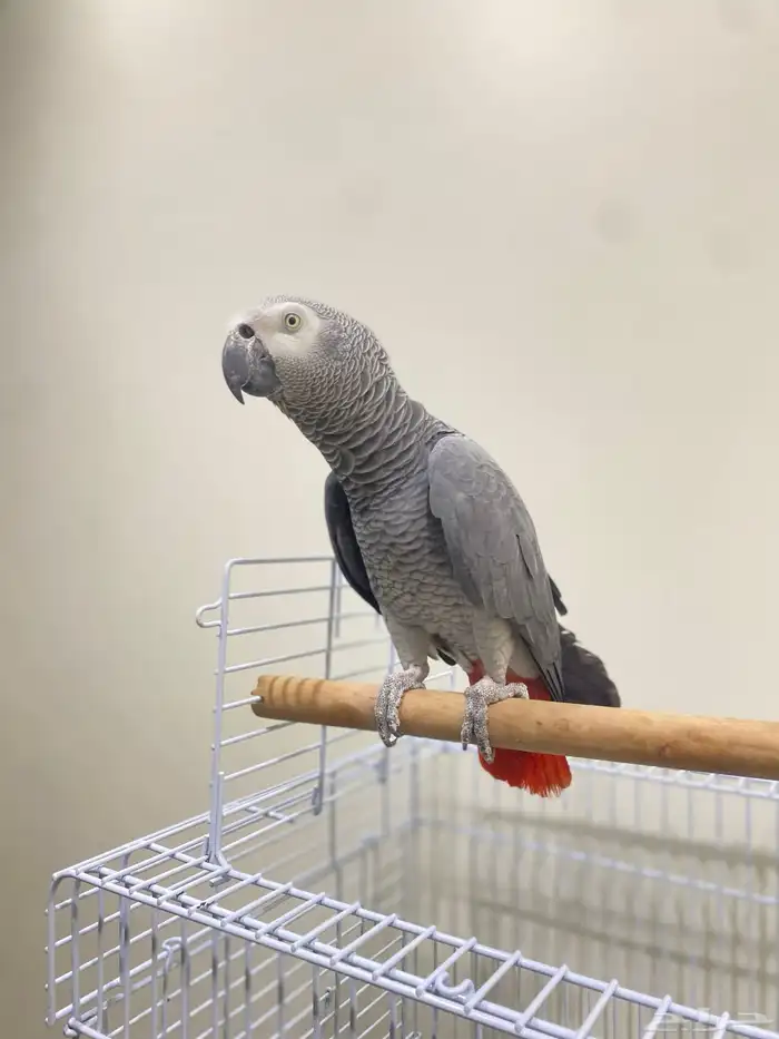 ببغاء كاسكو 2