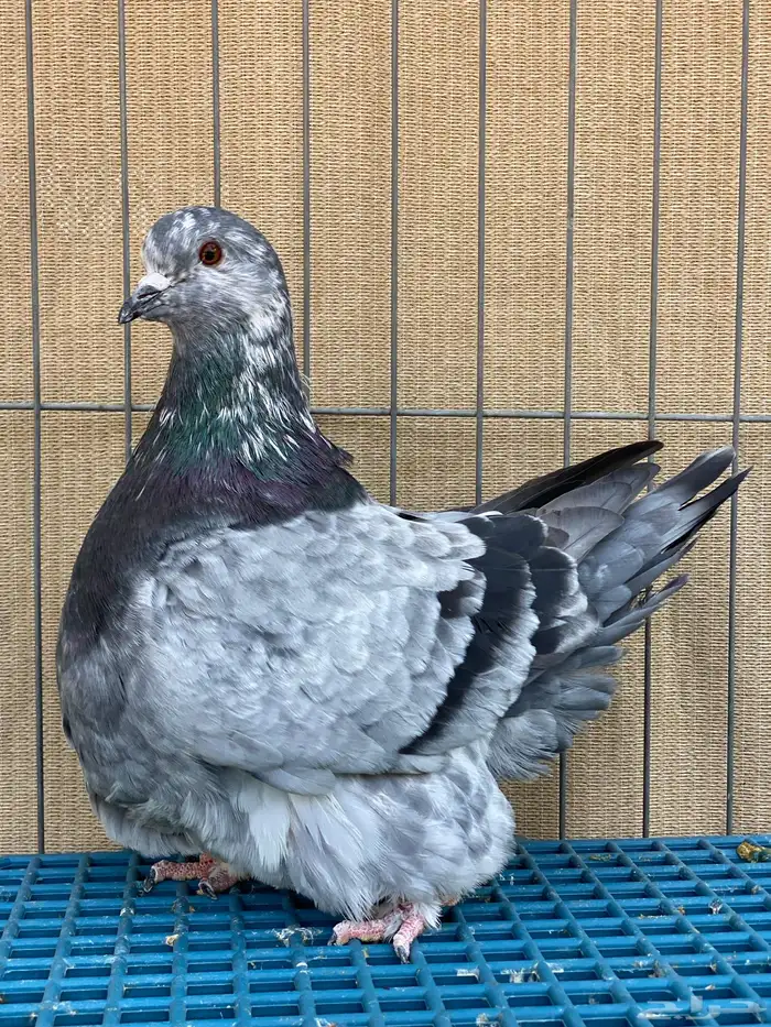 الفرش و الكنق 7