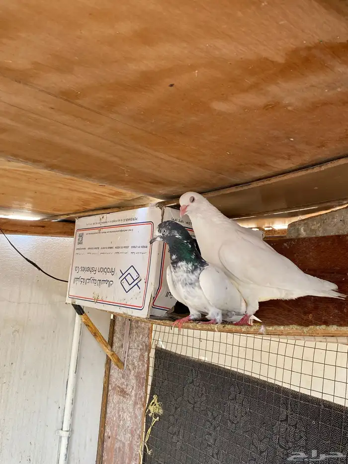 حمام بلدي وباكستاني للببع 4