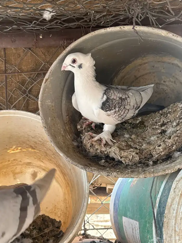 حمام حب الرمان بياض الصحه شرط حمام زينه 7