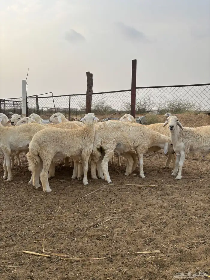 ذبايح للمناسبات 0