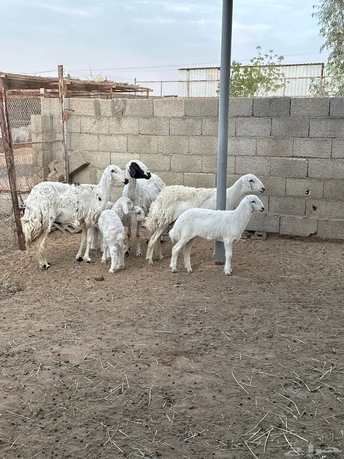 حريات متابيع 3. تحته 3. صغار سن 2