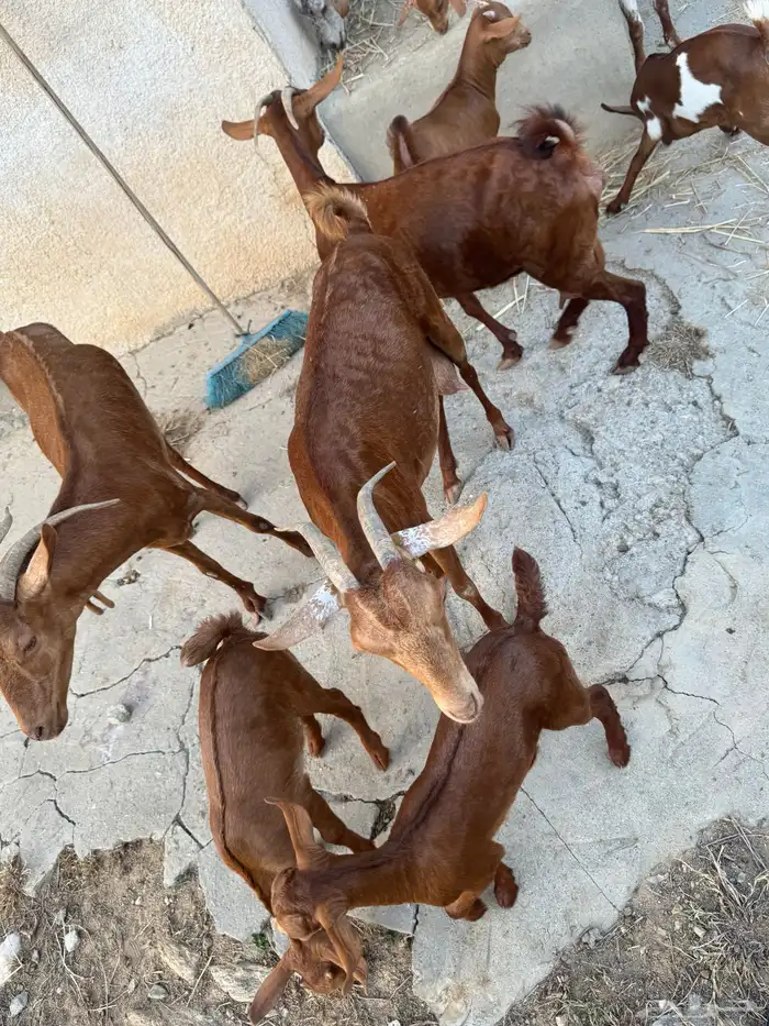 معزا مناتيج 1