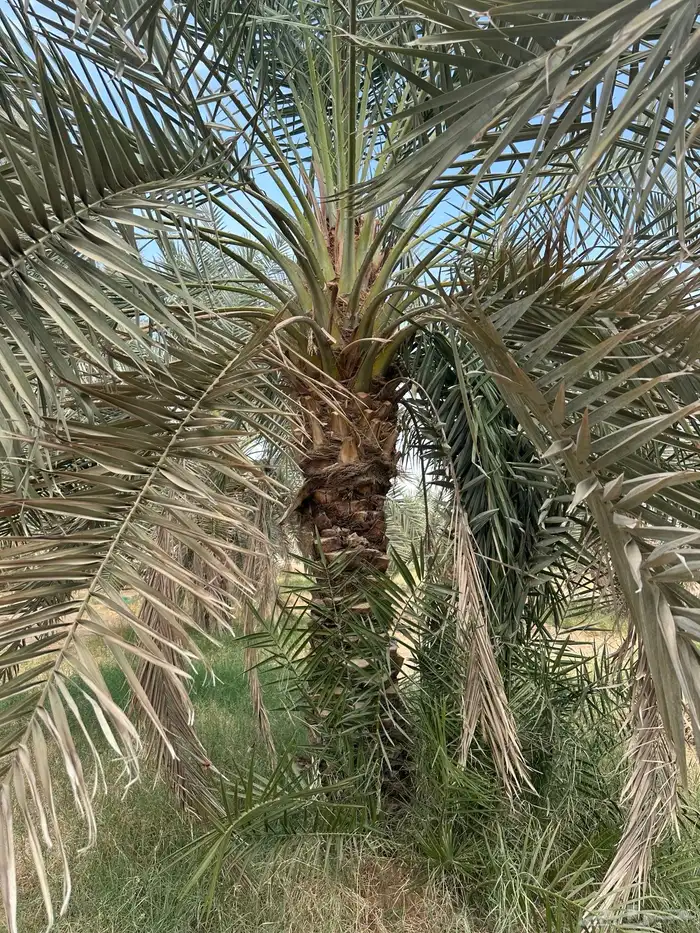 نخل مثمرنبتت علي وبرحي وخلاص وصقعي وسندي 3