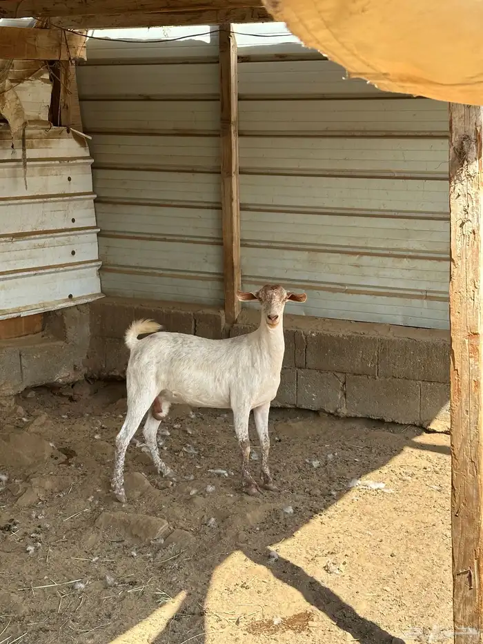 للبيع اربع ماعز دفع مع فحلها 7