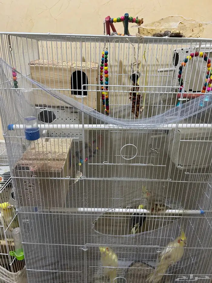 محمية طيور للبيع حمام كروان منتج 10