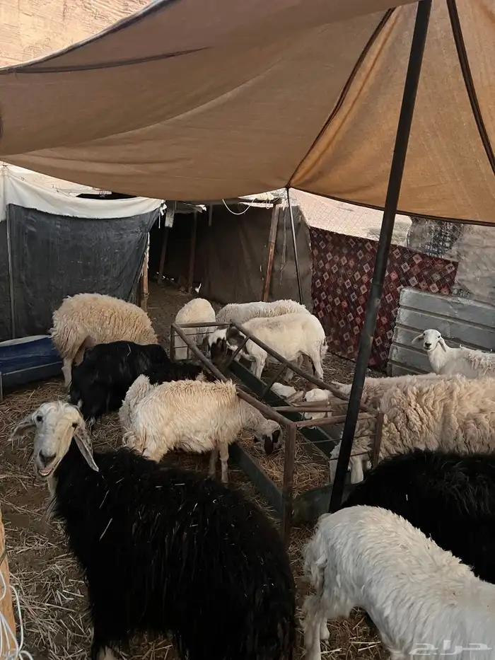 غنم حريه مراح واحد 5