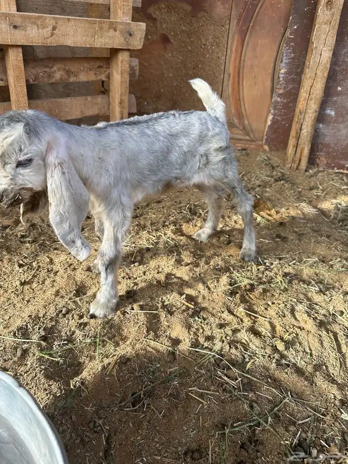 عنز مشروكه خلفه طيبه حدرها جفره 5