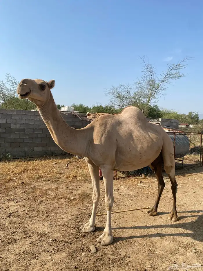 ناقة وقعود ذكر 2