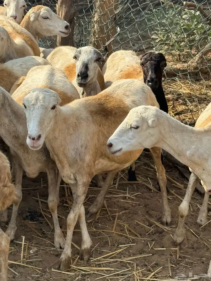 ضان مراح واحد مناتيج وقرايب 3