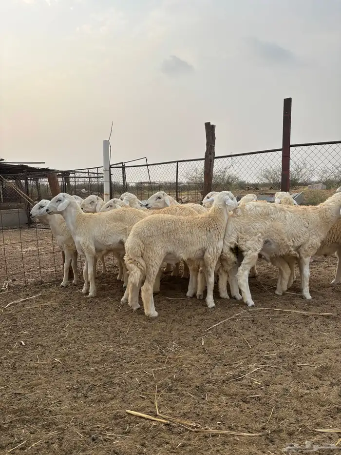 ذبايح للمناسبات 1