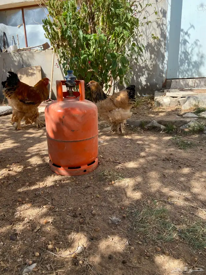 براهما توب فاخر 9