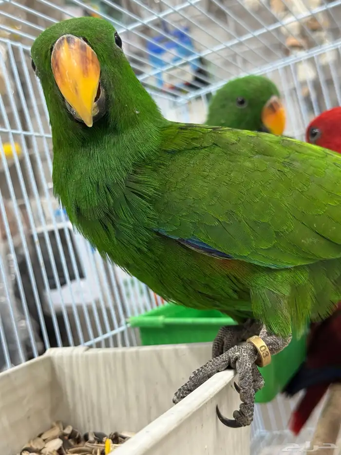 فروخ اكلكتوس 2