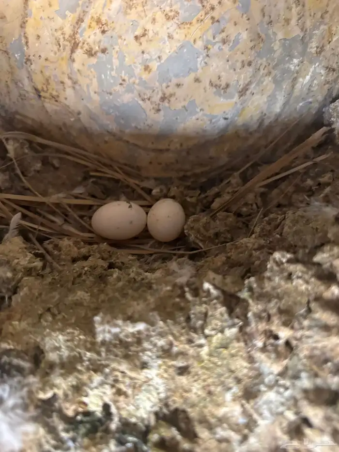 حمام حب الرمان بياض الصحه شرط حمام زينه 8