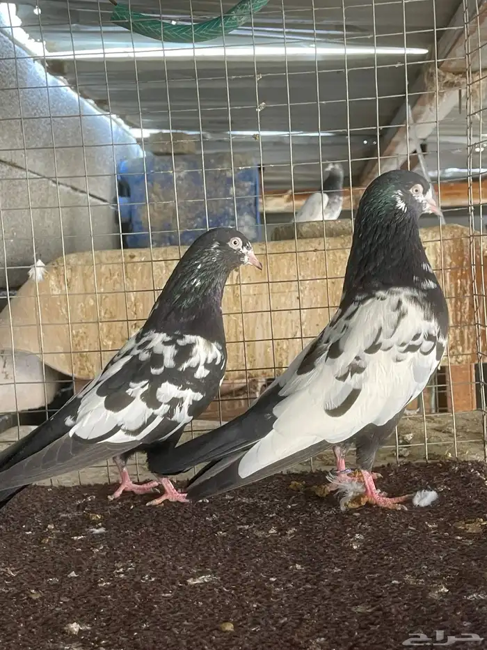 حمام باكستاني 3