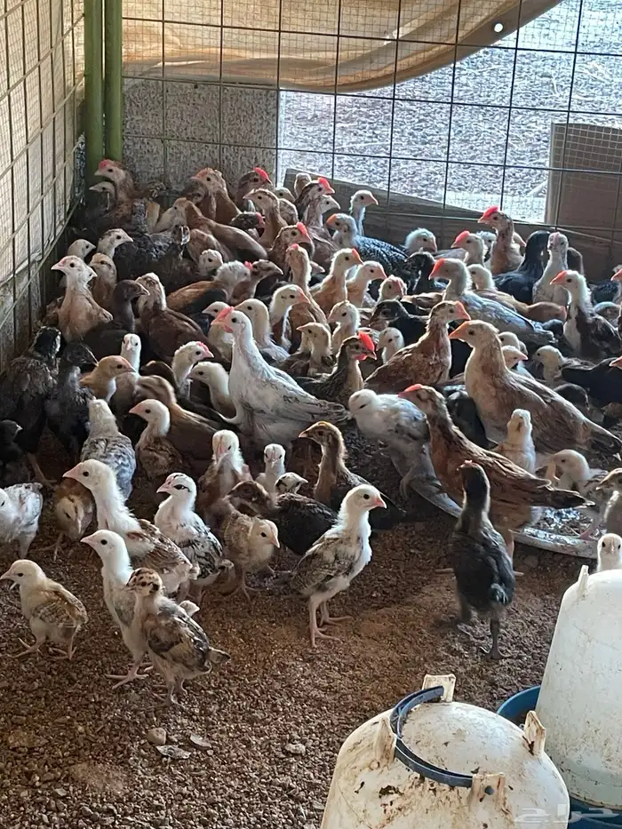 دجاج فروج بلدي رابغ 3