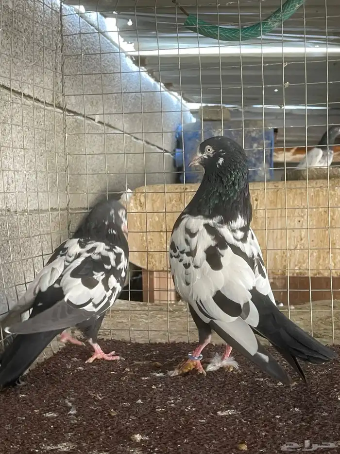 حمام باكستاني 1