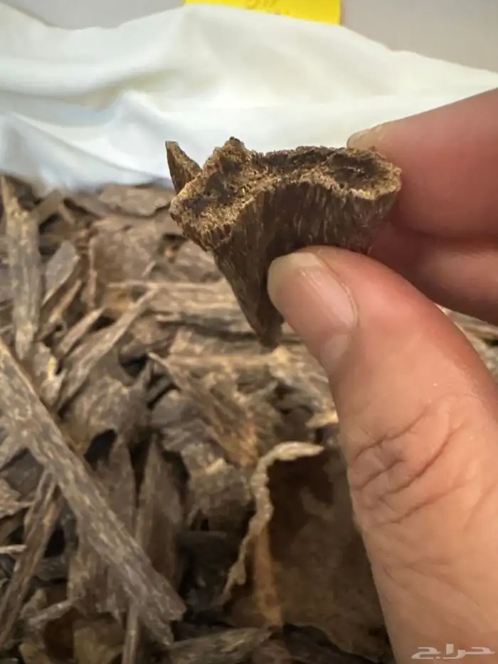 عود كاليمنتان بونتيانك تربل سوبر تخزين قديم طبيعي 100   100 4