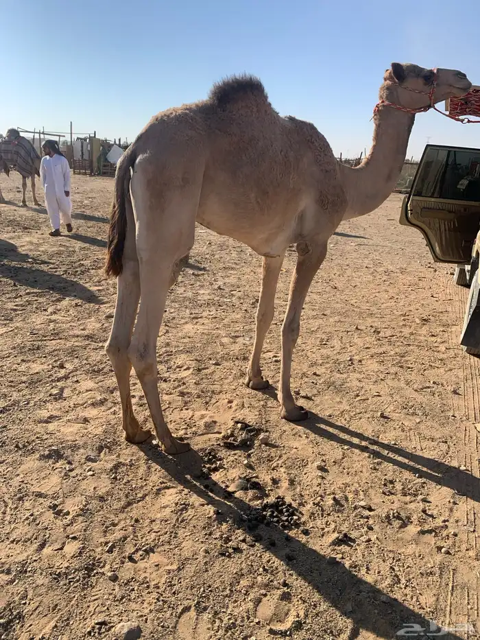 قعود لقي ولد الحصان 1