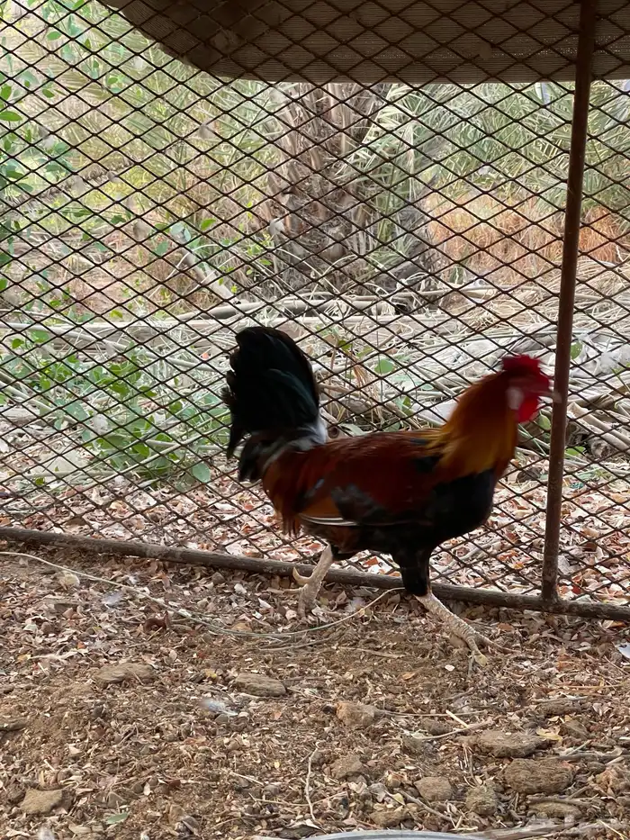 حمام زاجل كريمي وديك بلدي وارانب 2