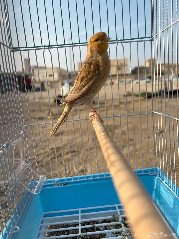 للبيع كناري اثنين الجنس ذكر 0