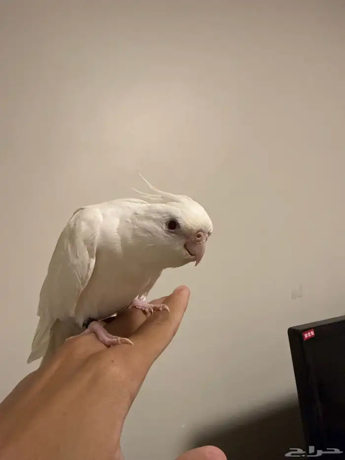 ببغاء كروان مع قفصه 0