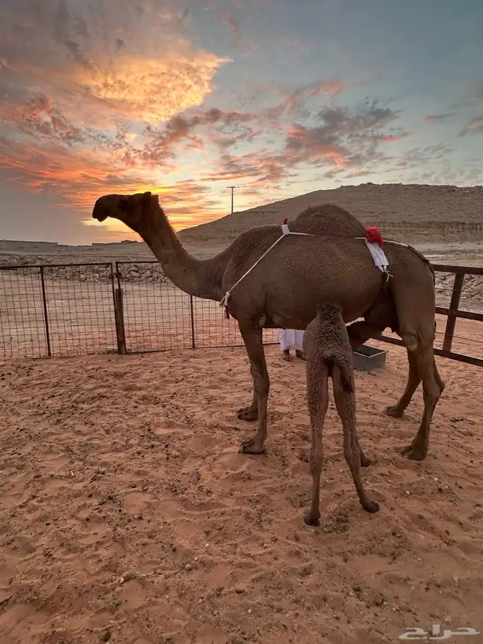 خلفه شعلا مناح وبداوه كفو 4