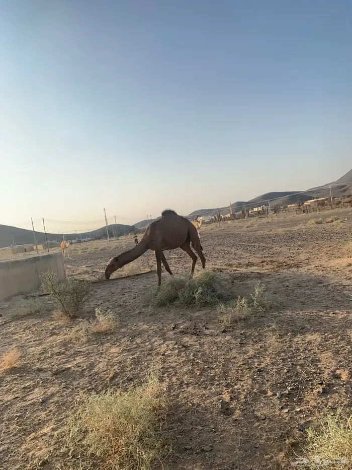 البيع بكره 1