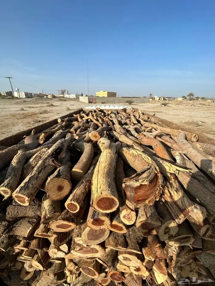 دينه شرط 2014 3