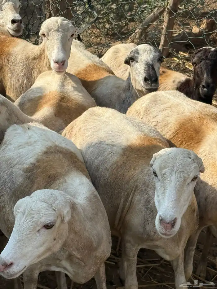 ضان مراح واحد مناتيج وقرايب 5