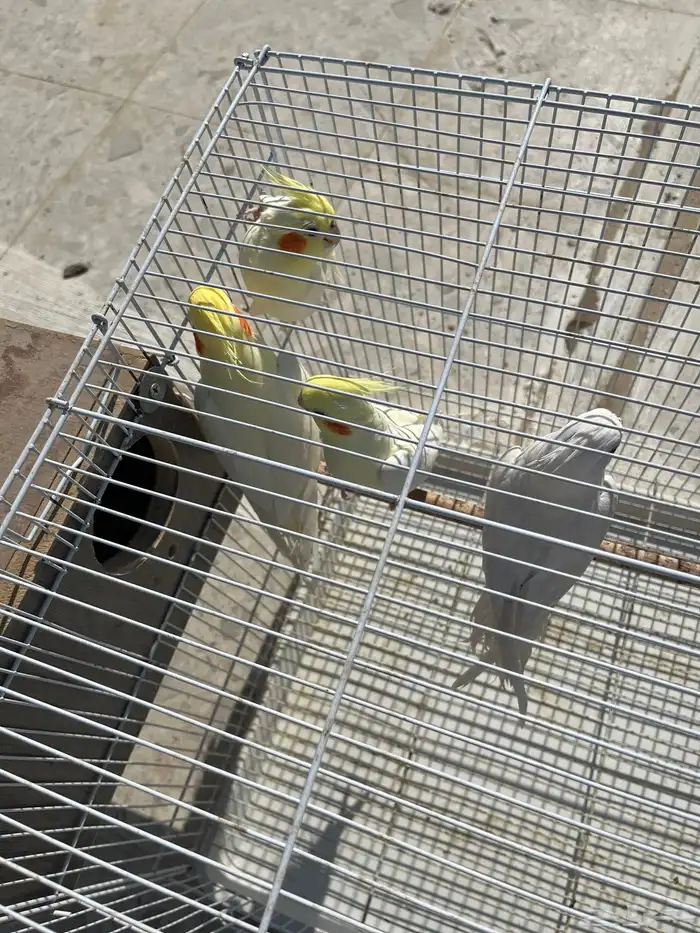 2 زوج كروان شامل قفصه 1