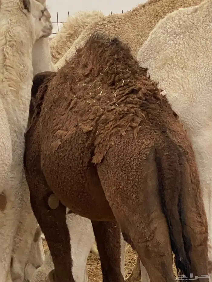 حوار لباني 1