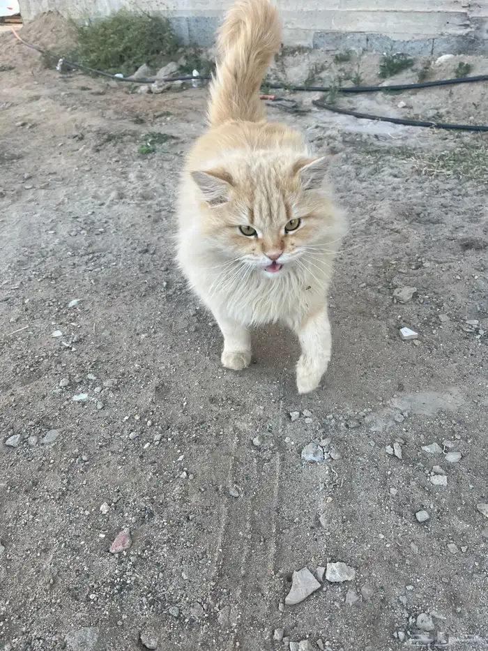 للبيع قطط شيرازيه 1