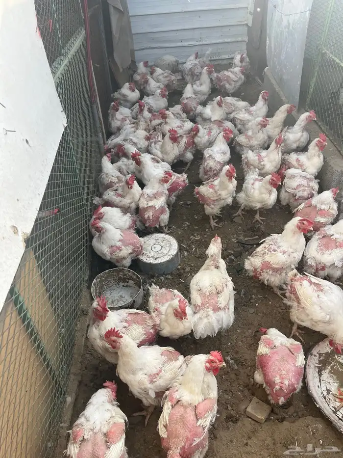 دجاج لحم أربع كيلو 1