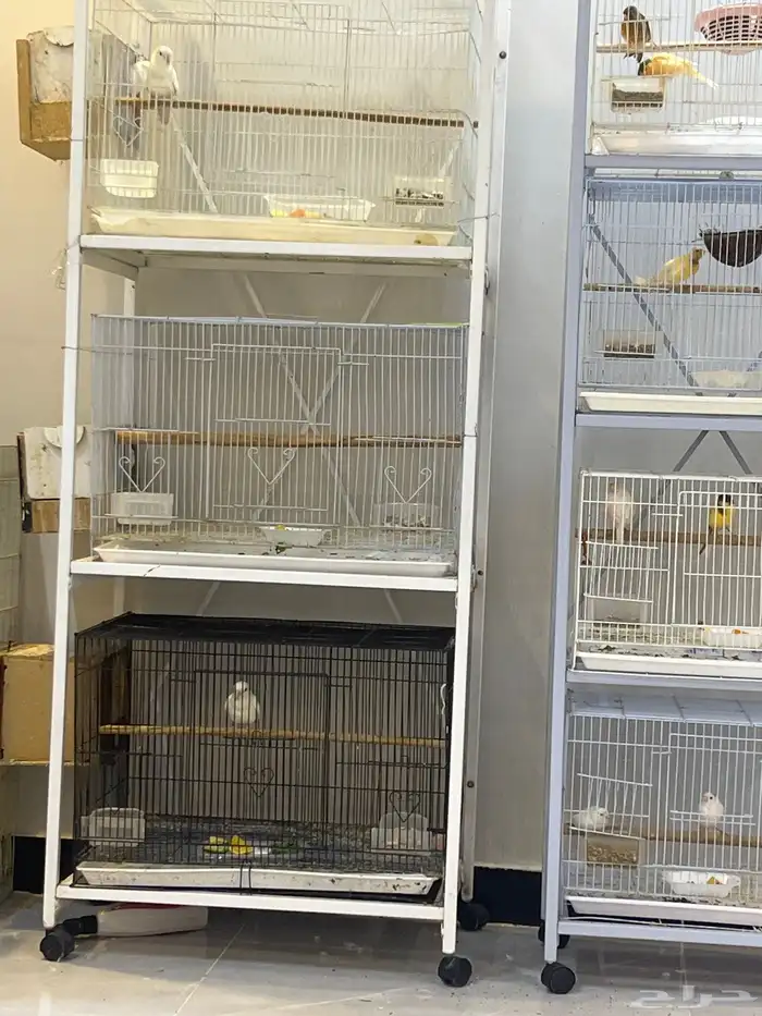 جوزين من طيور الروزمنتج وجوز درة هندي منتج والطيورحجم جمبو 2