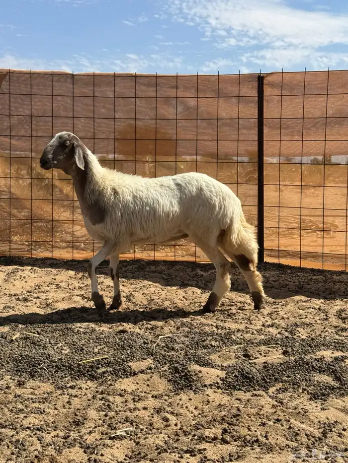 سواكن رخال 2