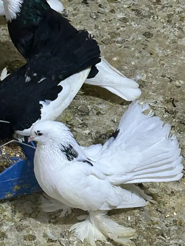 محمية طيور للبيع حمام كروان منتج 2