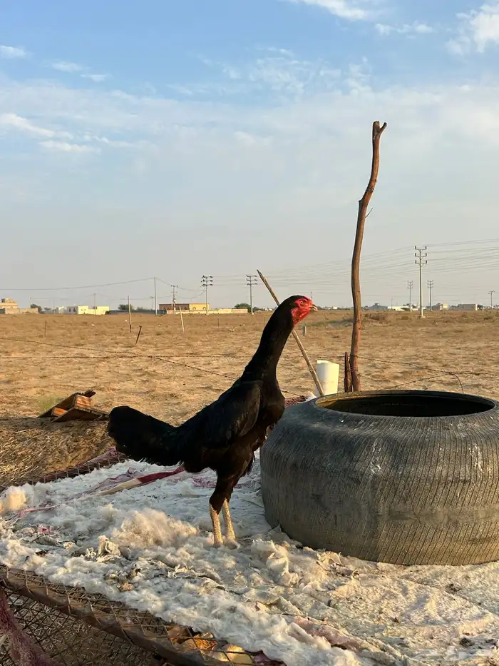 دجاجة الماني 2