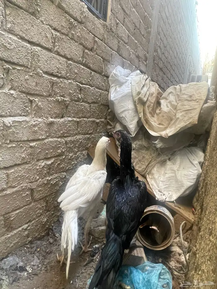 دجاج باكستاني 6