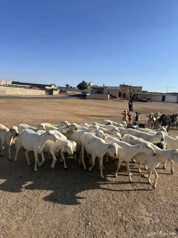 39 راس ضان ومعزا تحتها 4 8