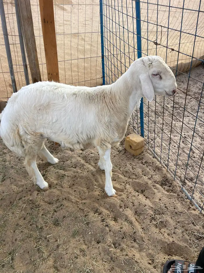 طلي حري ( تم البيع الله يبارك للجميع ) 3