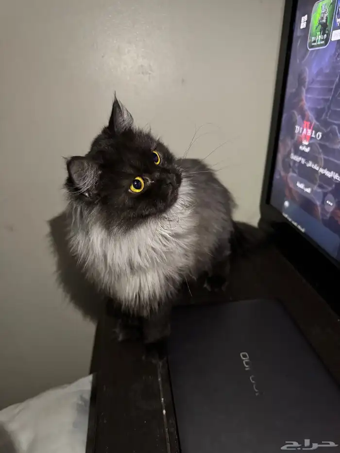 شيرازي قطه للتبني 2