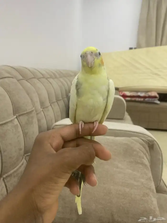 للبيع كروان اليف وهدد حمامه مايعرف العض 0