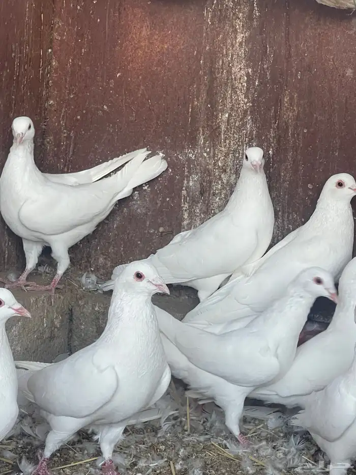 حمام فرنسي جانبو 0